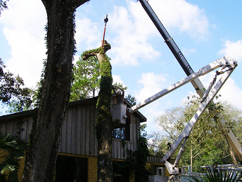 Tree Services Image