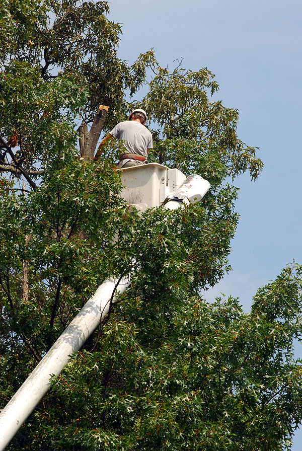 Tree Services Image