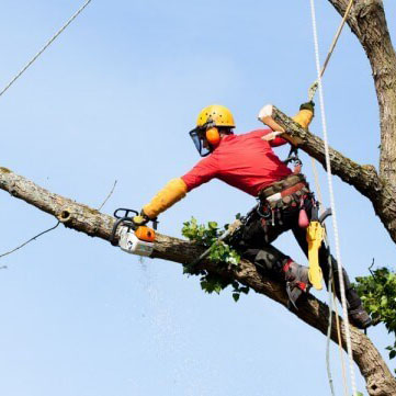 Tree Services Image