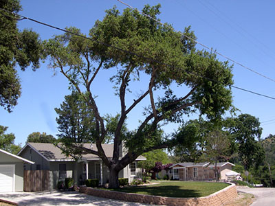 Tree Services Image