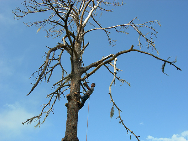 Tree Services Image