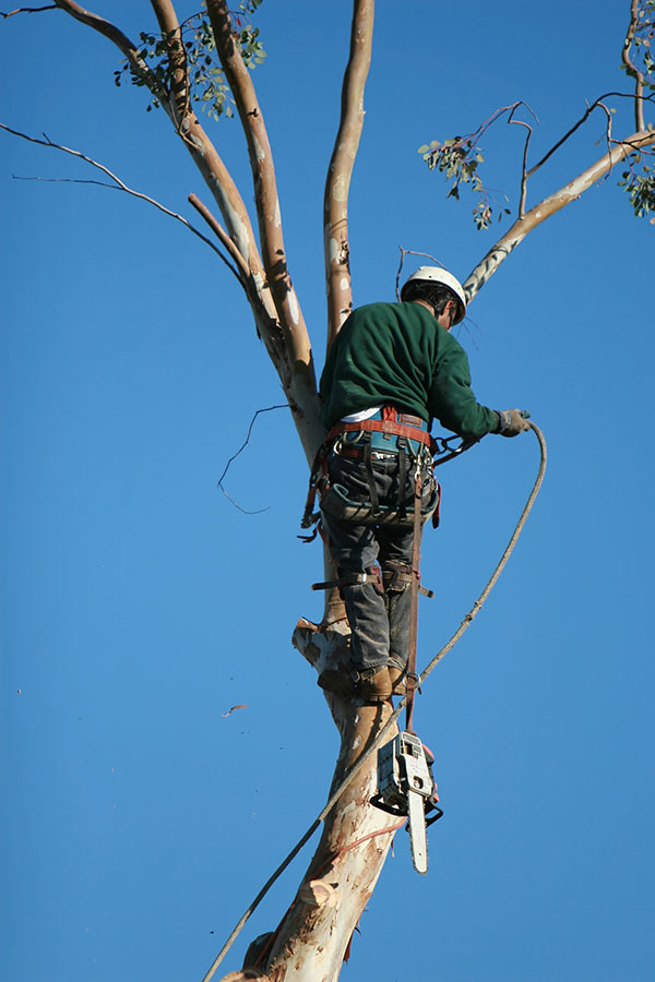 Tree Services Image