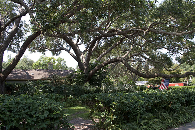 Oak Tree Image